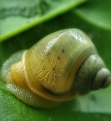 Amphidromus atricallosus