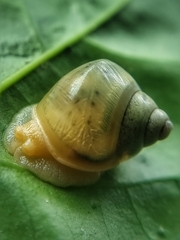Amphidromus atricallosus