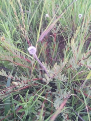 Lasiosiphon kraussianus