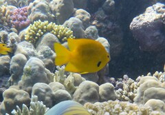 Pomacentrus sulfureus