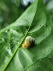Amphidromus atricallosus