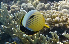 Chaetodon austriacus