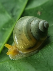 Amphidromus atricallosus