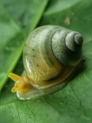 Amphidromus atricallosus