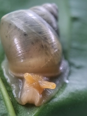 Amphidromus atricallosus