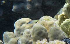 Gomphosus klunzingeri