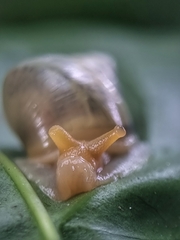 Amphidromus atricallosus