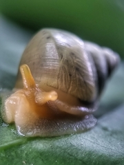 Amphidromus atricallosus