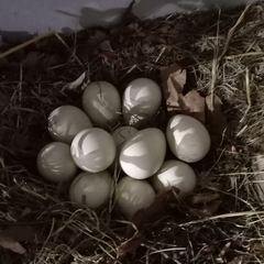 Numida meleagris coronatus