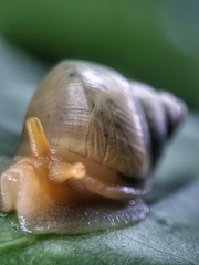 Amphidromus atricallosus