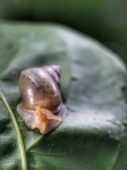 Amphidromus atricallosus