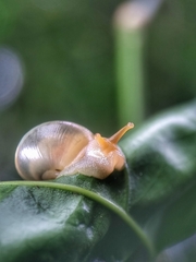 Amphidromus atricallosus
