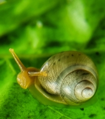 Amphidromus atricallosus