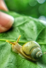 Amphidromus atricallosus