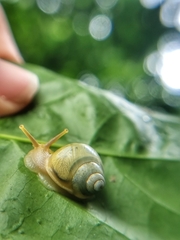 Amphidromus atricallosus