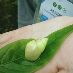 Amphidromus atricallosus