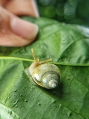 Amphidromus atricallosus