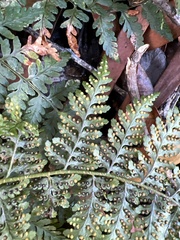 Dryopteris sandwicensis