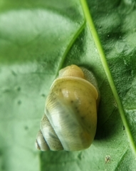 Amphidromus atricallosus