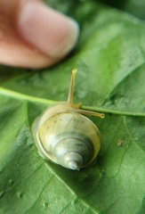 Amphidromus atricallosus