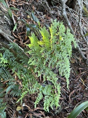 Dryopteris sandwicensis