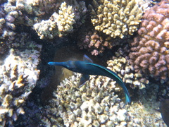 Gomphosus klunzingeri