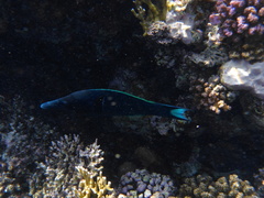 Gomphosus klunzingeri