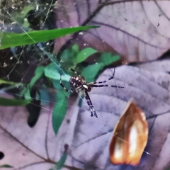 Argiope appensa