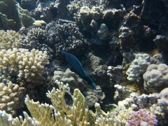 Gomphosus klunzingeri