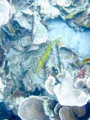 Aulostomus chinensis