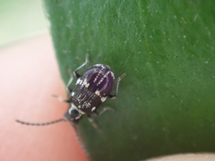 Ptinus