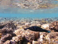 Gomphosus klunzingeri