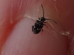 Ptinus