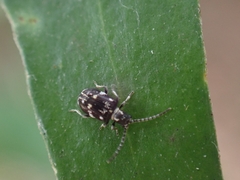 Ptinus