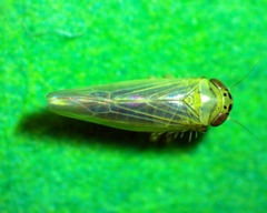 Macrosteles quadrilineatus