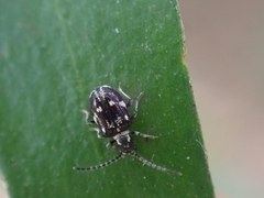 Ptinus