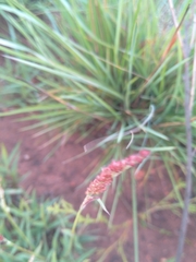 Urochloa serrata