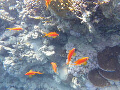 Pseudanthias squamipinnis