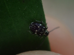 Ptinus