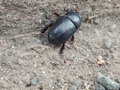 Heteronychus arator
