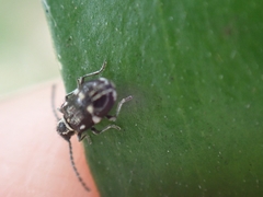 Ptinus