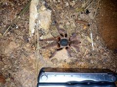 Hysterocrates laticeps