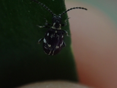 Ptinus