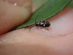 Ptinus