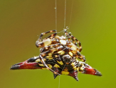 Gasteracantha geminata