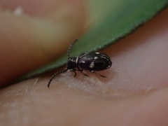 Ptinus