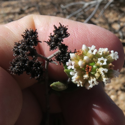 Crassula rudolfii