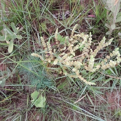 Psammotropha myriantha