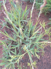Urochloa serrata