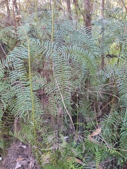 Gleichenia